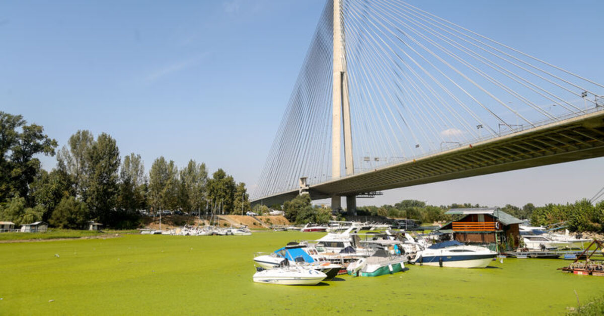 Sırbistan’daki Sava Nehri’nde alg patlaması: Renk değiştirdi