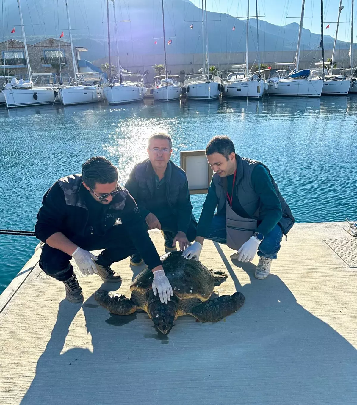 Datça’da Yaralı Caretta Caretta Kurtarıldı